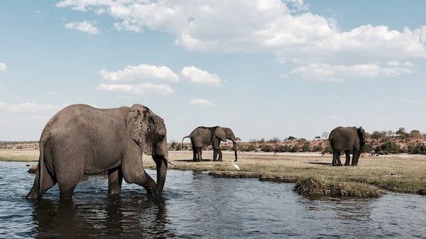 Les merveilles naturelles du Botswana : Safari, Delta de l'Okavango, Désert de Kalahari et Réserve de Chobe